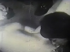 Big Black Cock in a Fucking Action 1950 tube porn video